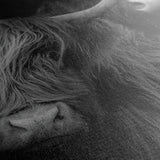 Highland couple op canvas met een lijst