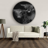 Hier hangt de Schotse hooglander muurcirkel boven een witte bank in de woonkamer. Ook deze wandcirkel is gemaakt van aluminium dibond en opgehangen met het Kontoer design ophangsysteem voor muurcirkels.