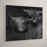 Plexiglas schilderij van een Schotse hooglander koppel. Dit schilderij plexiglas van schotse hooglanders word hier getoond in een licht interieur. De glans van het schilderij is duidelijk zichtbaar en geeft een mooie, chique uitstraling.