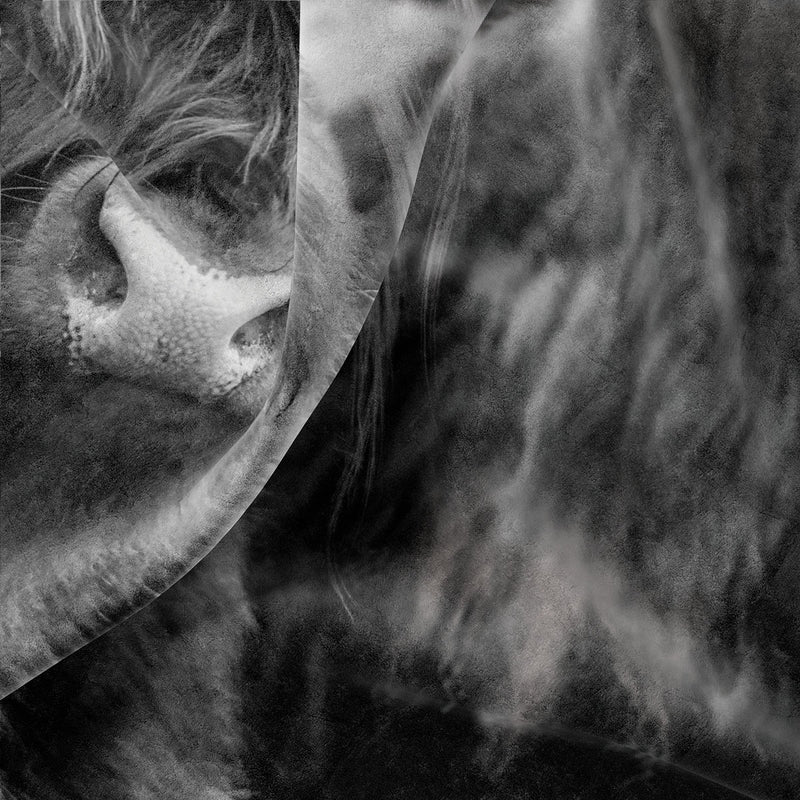 Sample Schote hooglander Fergie