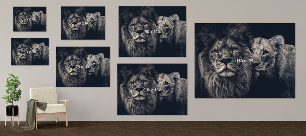 Maattabel Lion Couple op dibond