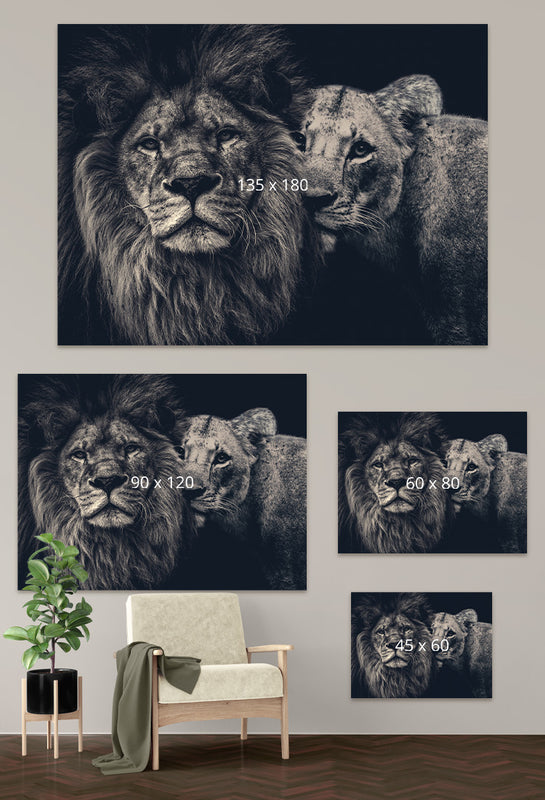 Lion couple op dibond maattabel mobiel