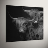 Schotse hooglander wanddecoratie op geborsteld aluminium hangt tegen een witte muur in een industrieel interieur. Je ziet hier het geborstelde metaal door de hooglander heen. De kleurstelling is zwart wit