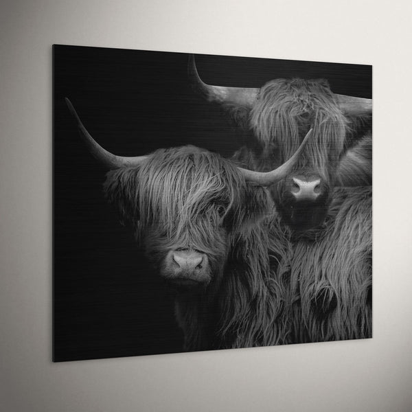 Schotse hooglander wanddecoratie op geborsteld aluminium hangt tegen een witte muur in een industrieel interieur. Je ziet hier het geborstelde metaal door de hooglander heen. De kleurstelling is zwart wit