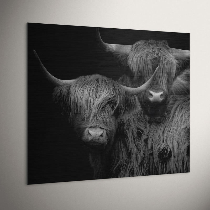 Schotse hooglander wanddecoratie op geborsteld aluminium hangt tegen een witte muur in een industrieel interieur. Je ziet hier het geborstelde metaal door de hooglander heen. De kleurstelling is zwart wit