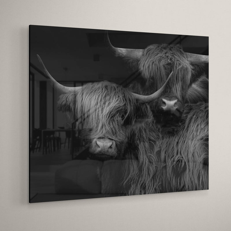 Plexiglas schilderij van een Schotse hooglander koppel. Dit schilderij plexiglas van schotse hooglanders word hier getoond in een licht interieur. De glans van het schilderij is duidelijk zichtbaar en geeft een mooie, chique uitstraling.
