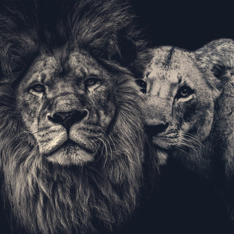 Lion Couple leeuwen schilderij op een materiaal naar keuze. Kies voor canvas, canvas met lijst, wandkleed, muurcirkel, dibond, geborsteld aluminium of plexiglas.