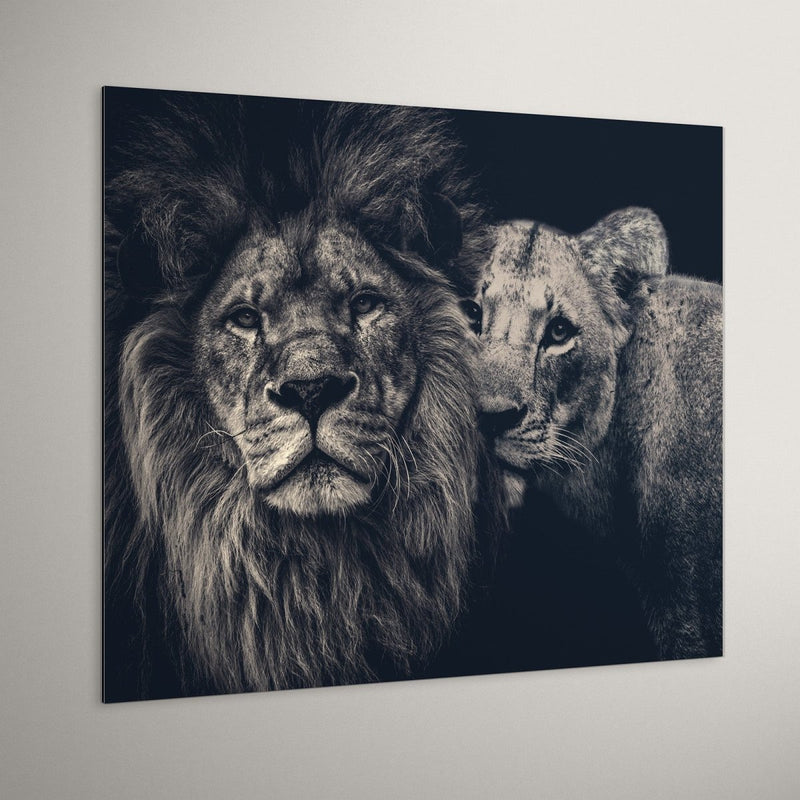 Lion couple op dibond