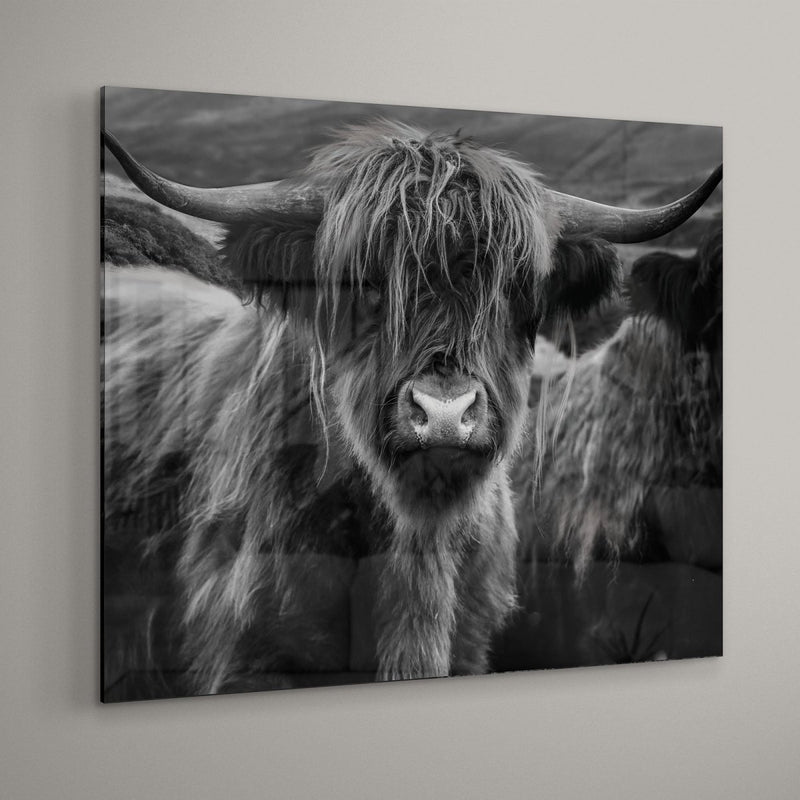SCHOTSE HOOGLANDER FERGIE OP PLEXIGLAS