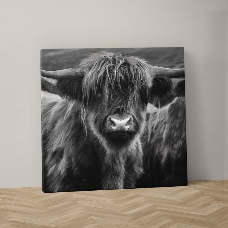 Schotse hooglander kop in zwart wit op canvas schilderij in het vierkant.
